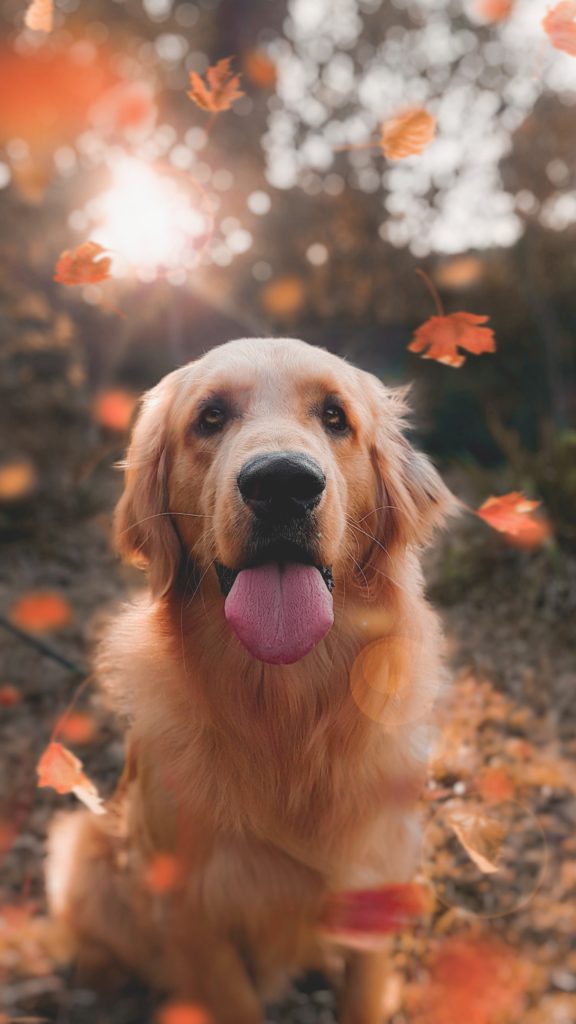 Um cachorro amarelo com a língua para fora, e folhas avermelhadas de árvores caindo atrás dele, desfocadas.